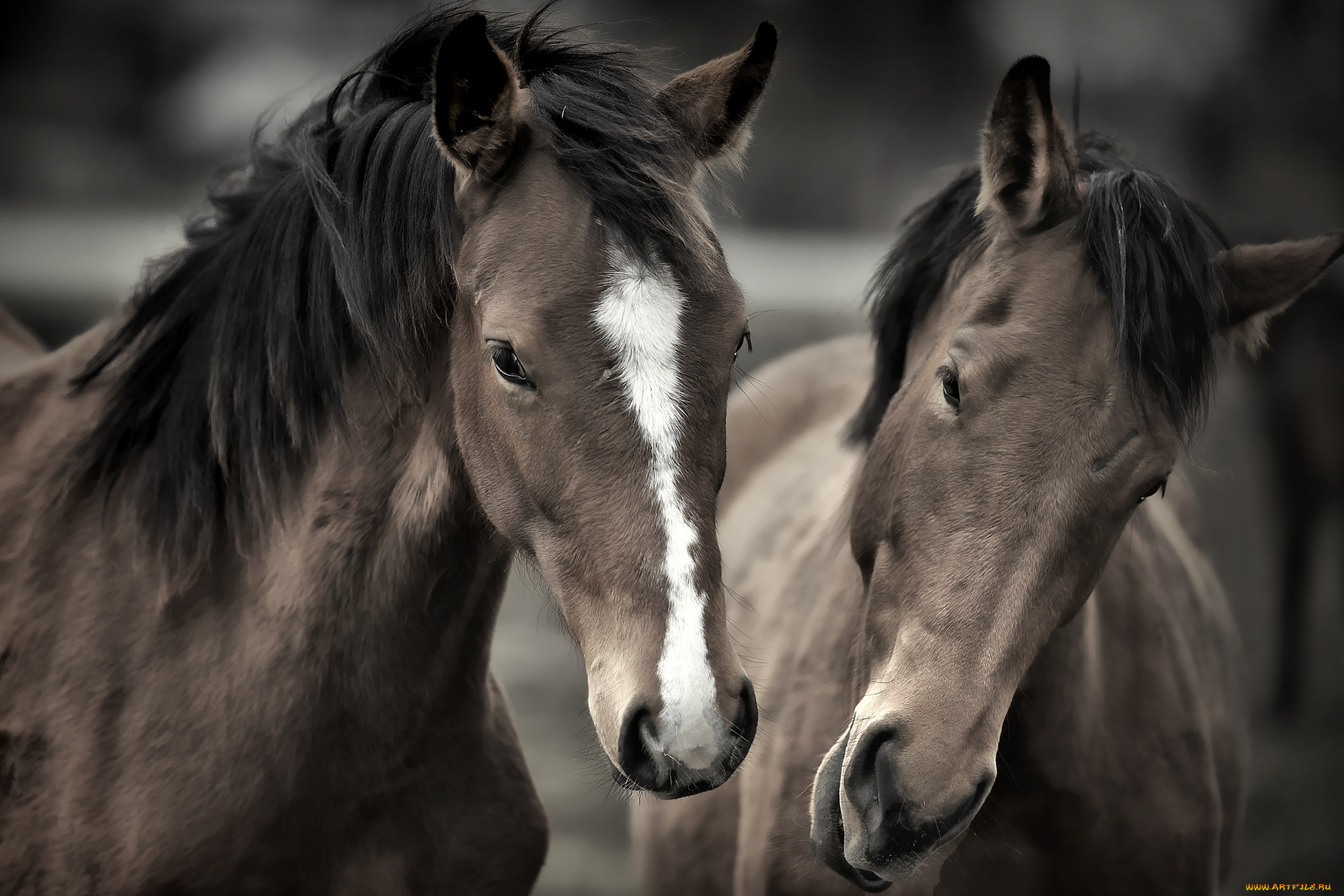 Картинки лошадей на заставку. Красивые лошади. Две лошади. Лошади фото красивые. Красивая лошадь обои.
